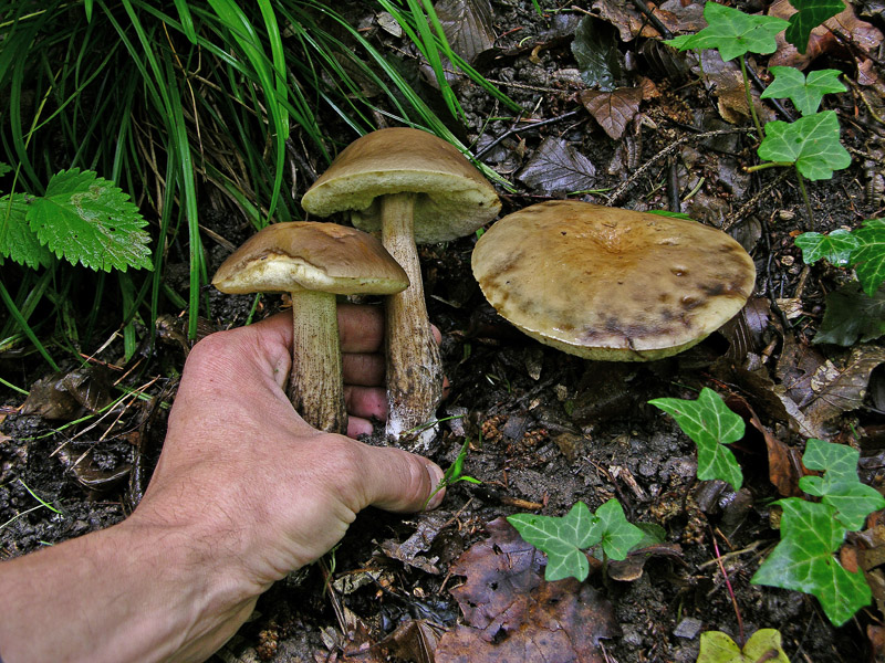 Risposte griglia 2 (marted� 29 maggio)